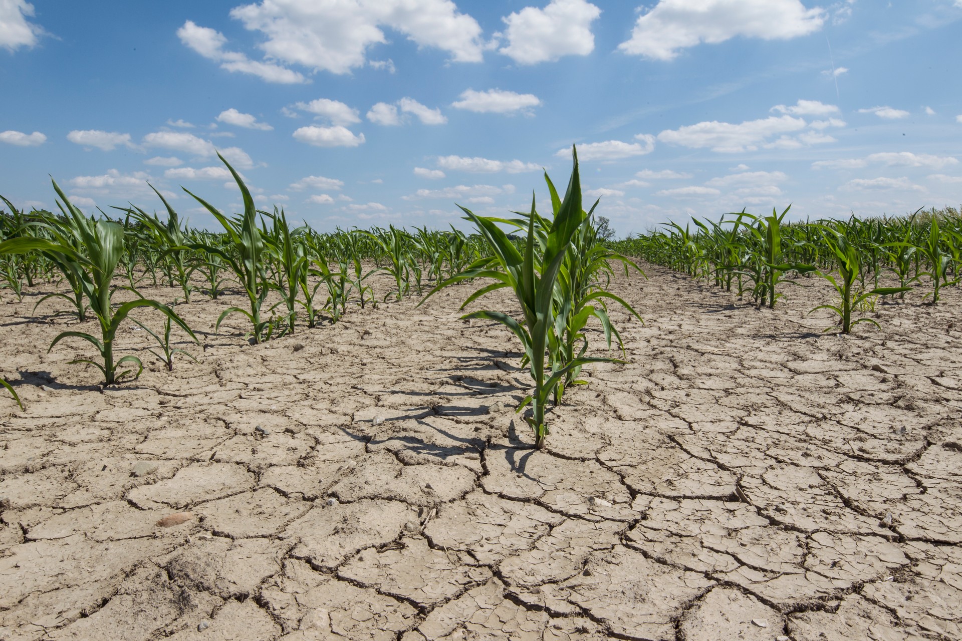 dry field